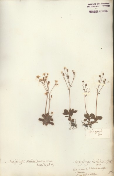 Saxifraga stellaris CLF035135
