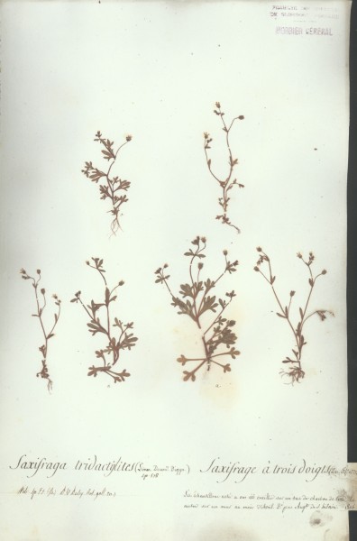 Saxifraga tridactylites CLF035165