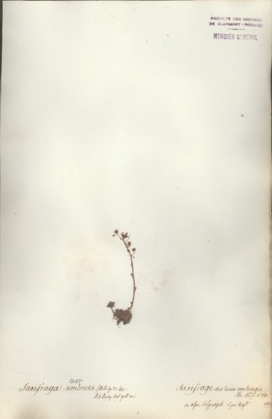 Saxifraga umbrosa CLF035215