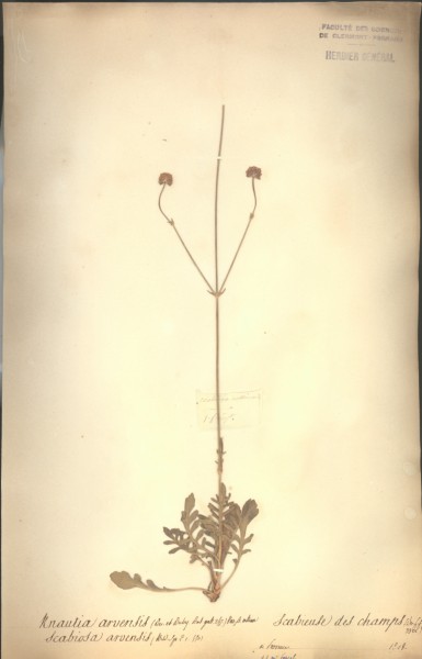 Scabiosa arvensis CLF044694