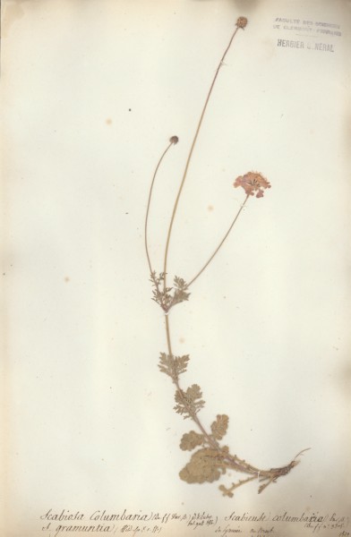 Scabiosa columbaria CLF044866