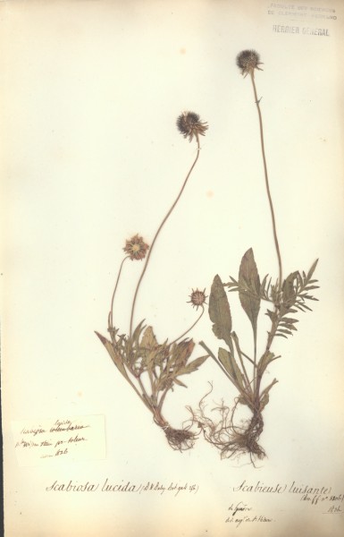 Scabiosa lucida CLF044838