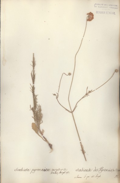 Scabiosa pyrenaica CLF044839