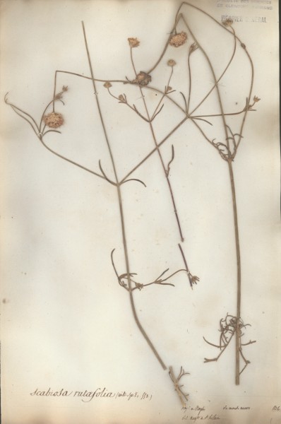 Scabiosa rutaefolia CLF044894