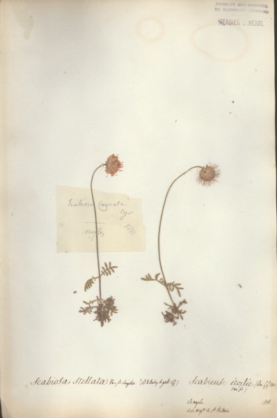 Scabiosa stellata CLF044936