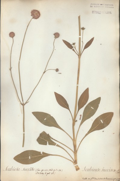 Scabiosa succisa CLF044907