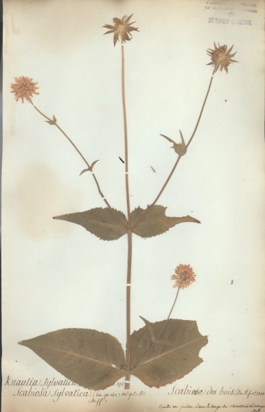 Scabiosa sylvatica CLF044734