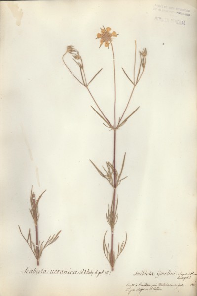 Scabiosa ucranica CLF044930