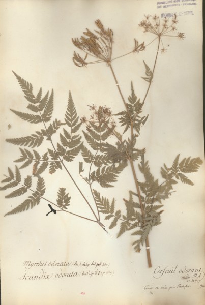 Scandix odorata CLF040716