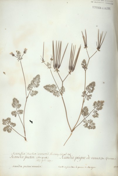 Scandix pecten CLF040812