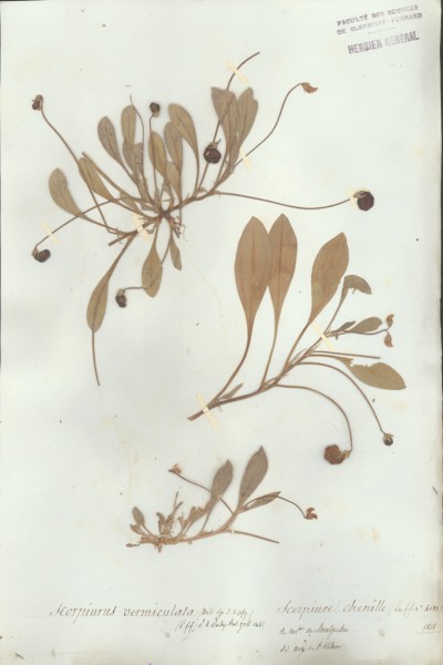 Scorpiurus verniculata CLF029440