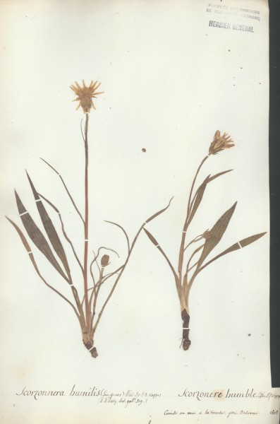 Scorzonera humilis CLF052979