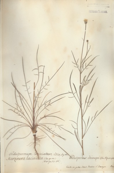 Scorzonera laciniata CLF053000