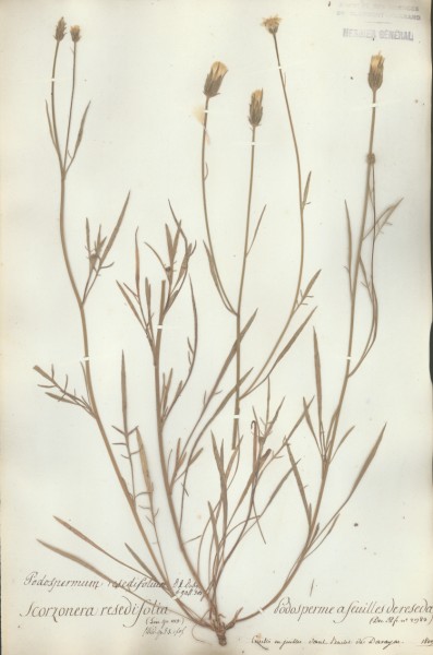 Scorzonera resedifolia CLF052989
