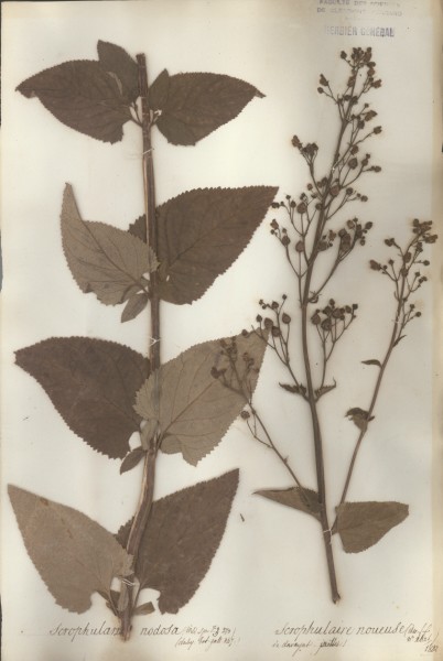 Scrophularia nodosa  CLF0068941