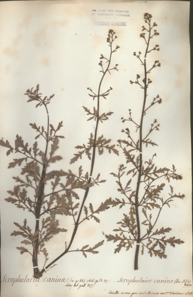 Scrophularia nodosa CLF068941