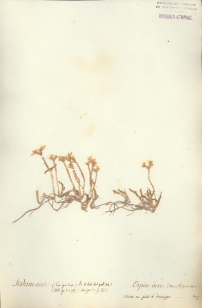 Sedum acre CLF035576