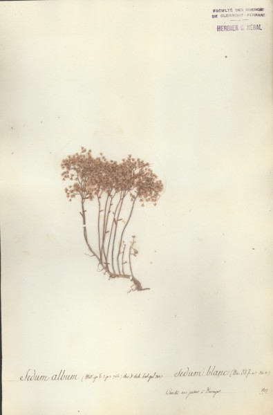 Sedum album CLF035591