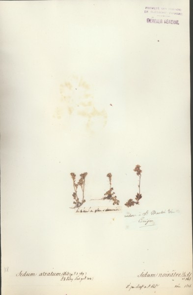 Sedum atratum CLF035657