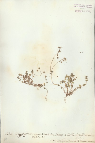Sedum dasyphyllum CLF035692