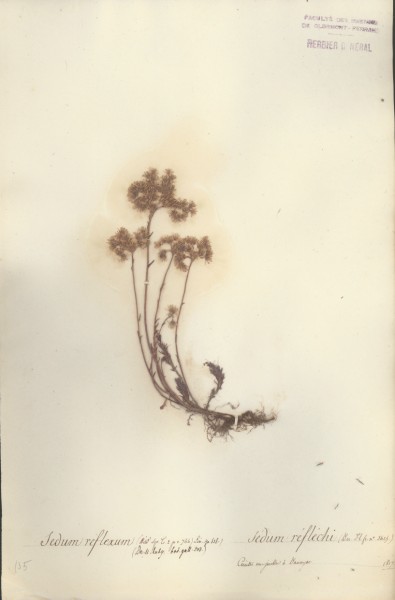 Sedum reflexum CLF035792