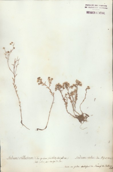 Sedum villosum CLF035824