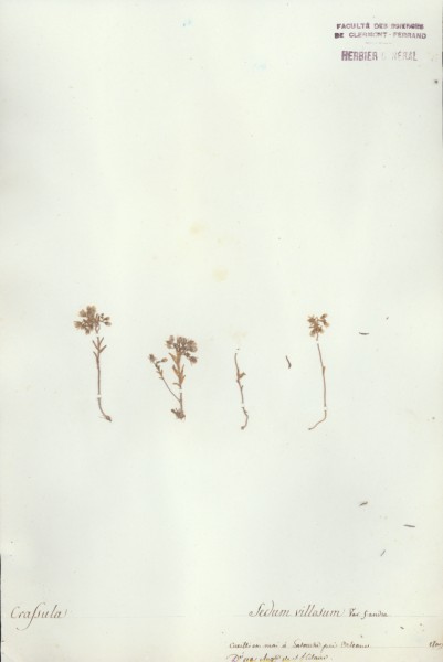 Sedum villosum CLF035825