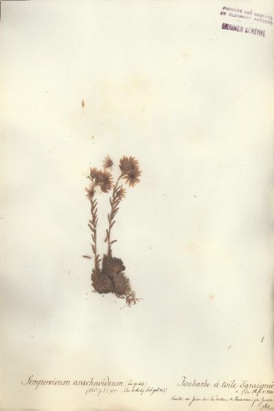 Sempervivum arachno&Atilde;¯deum CLF038853