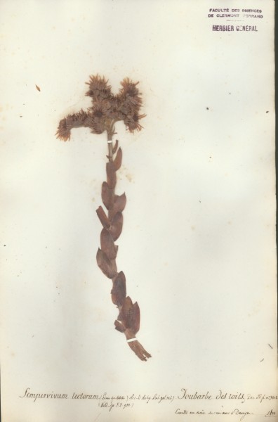 Sempervivum tectorum CLF035938