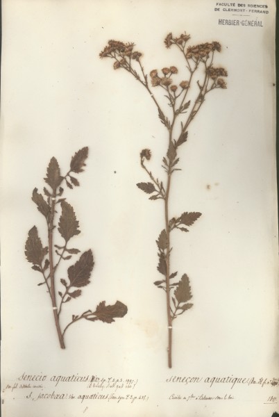Senecio aquaticus CLF048603