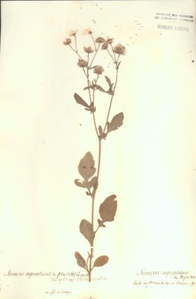 Senecio aquaticus CLF048604