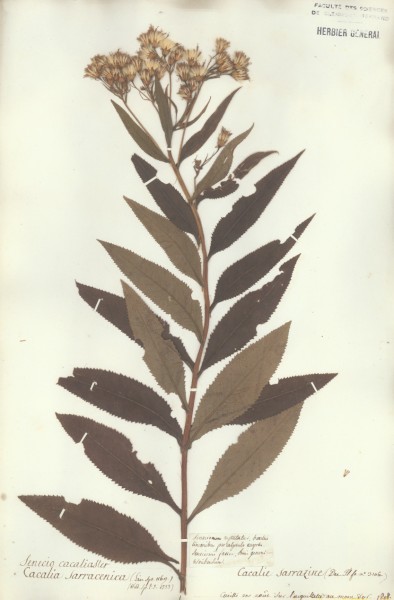 Senecio cacaliaster CLF048619