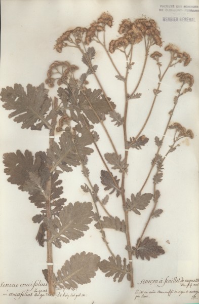 Senecio crucifolius CLF048728