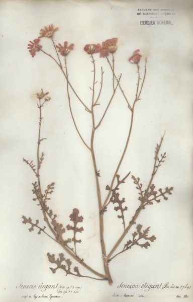 Senecio elegans CLF048938