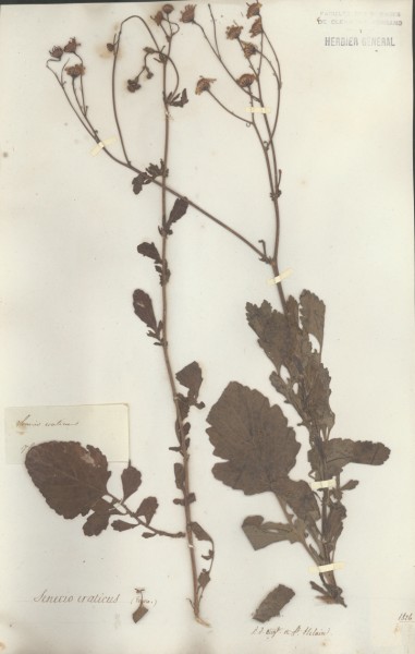 Senecio eraticus CLF048730