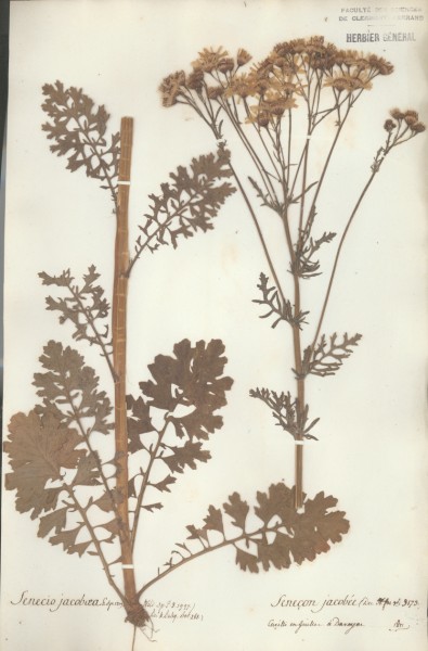 Senecio jacobea CLF048792