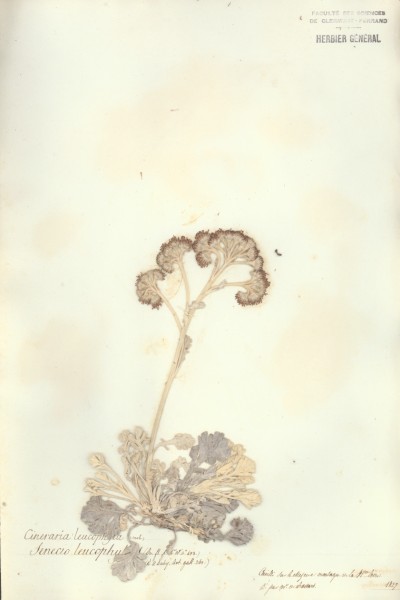 Senecio leucophyllus CLF048832