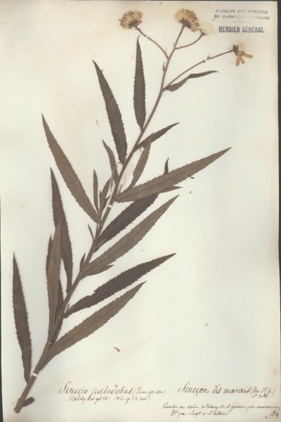 Senecio paludosus CLF048859
