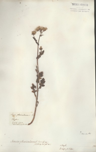 Senecio pheniculaceus CLF048977