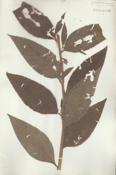 Senecio saracenicus  CLF048620