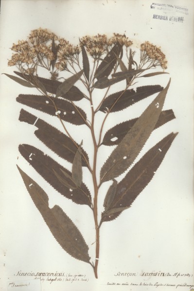 Senecio saracenicus CLF048620