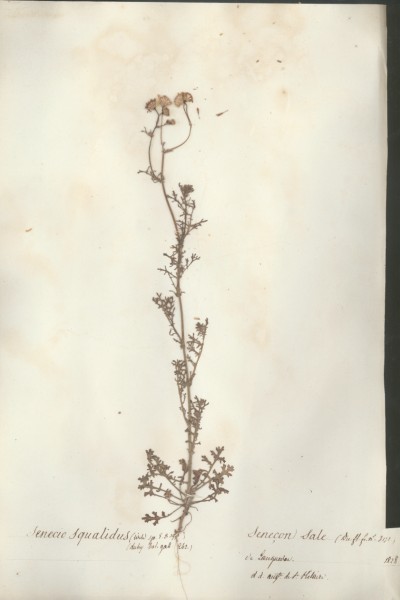 Senecio squalidus CLF048987