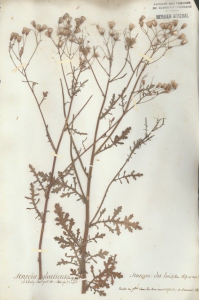 Senecio sylvaticus CLF048872