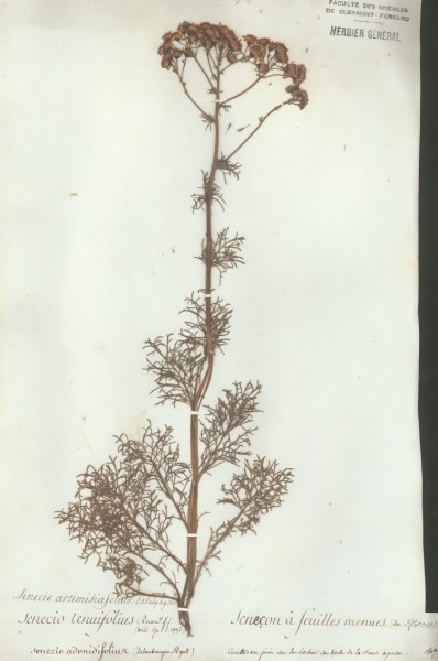 Senecio tenuifolius CLF048584