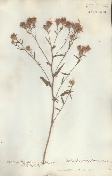 Serratula tinctora CLF050157