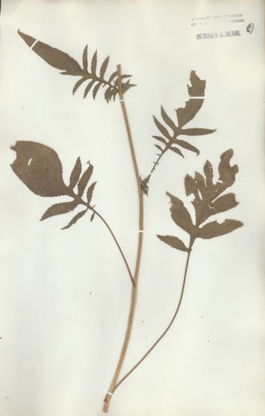 Serratula tinctoria  CLF050157