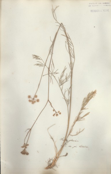 Seseli montanum  CLF040955