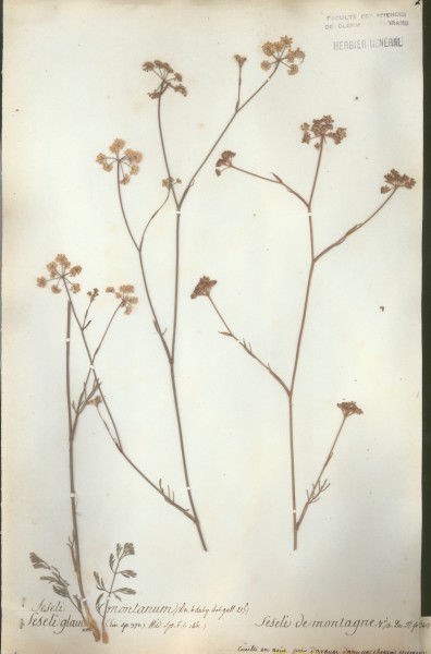 Seseli montanum CLF040954