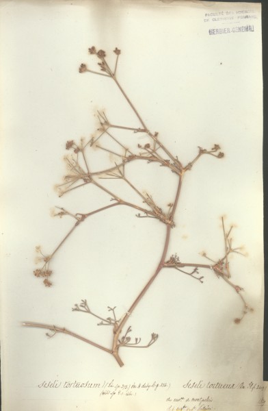 Seseli tortuosum CLF040967