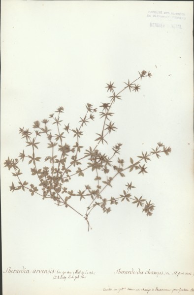 Sherardia arvensis